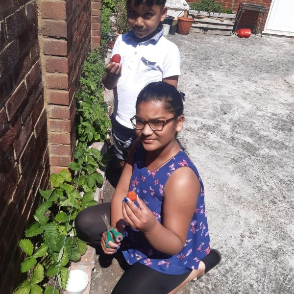 Strawberry Picking